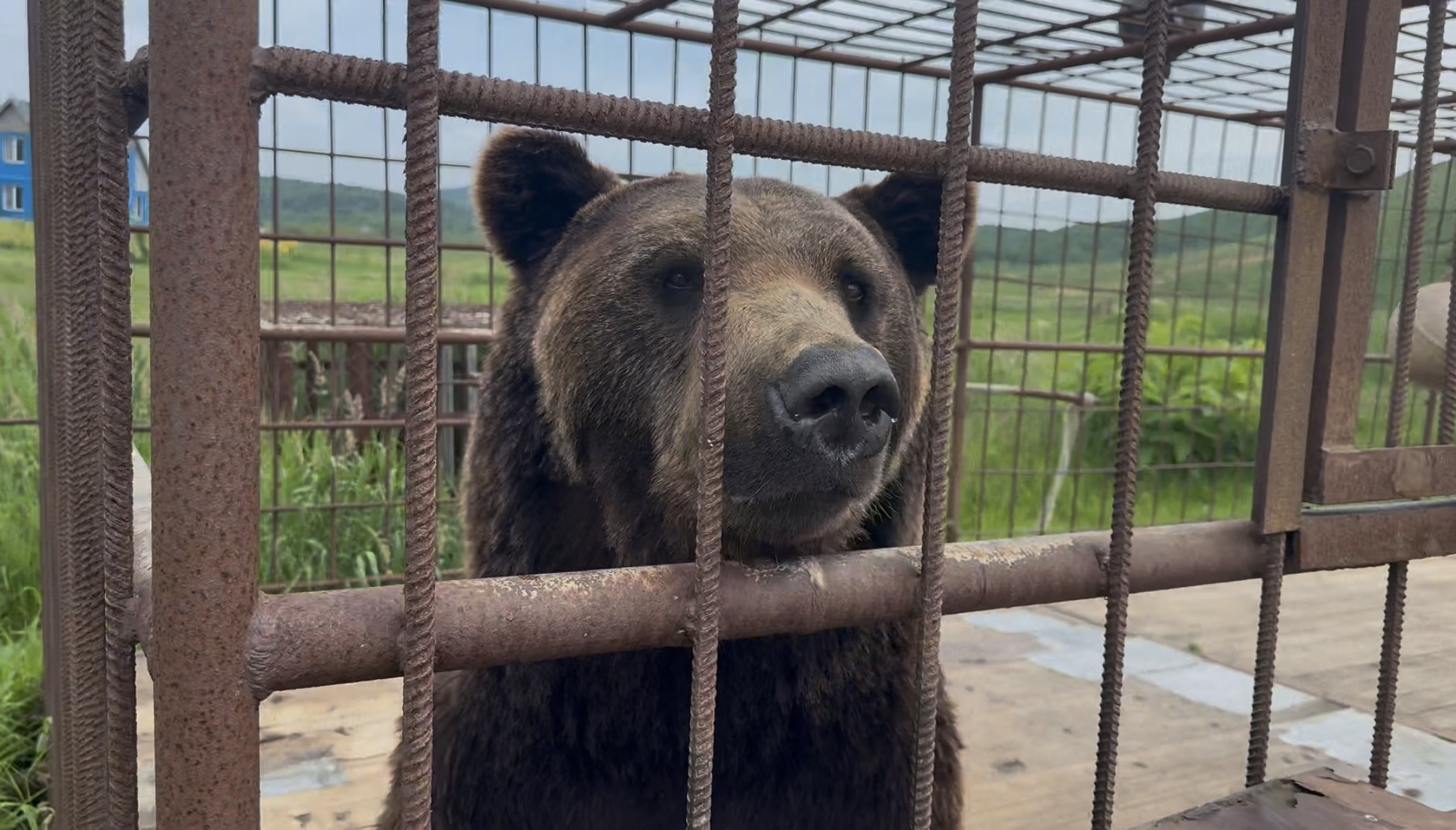 Бурый медведь в вольере на юго-западе Сахалина